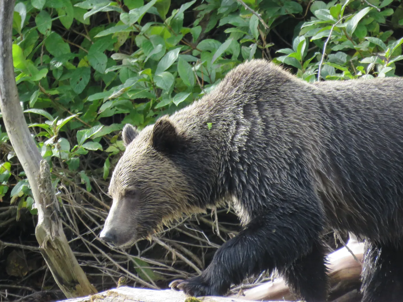 Grizzly Bear Tours in British Columbia – Experience Wildlife
