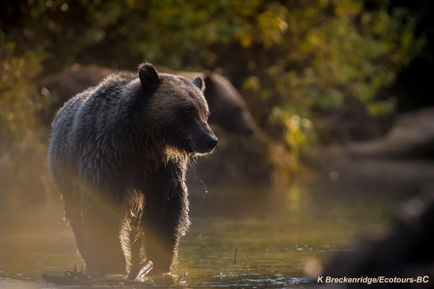 Grizzly Bear Tours in British Columbia – Experience Wildlife