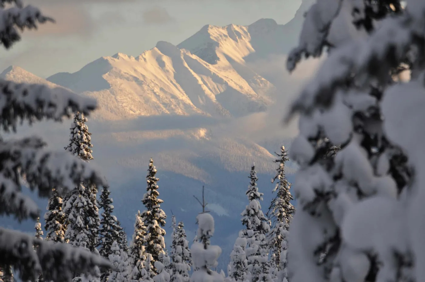 Winter Wildlife Adventures in BC – Lynx, Wolves, and Moose | Eco