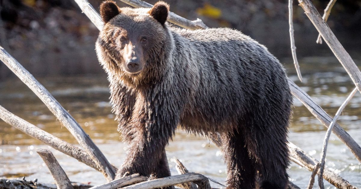 Grizzly Bear Tours in British Columbia – Experience Wildlife