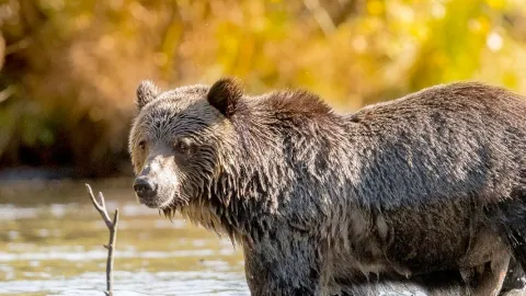 Grizzly Bear Tours in British Columbia – Experience Wildlife