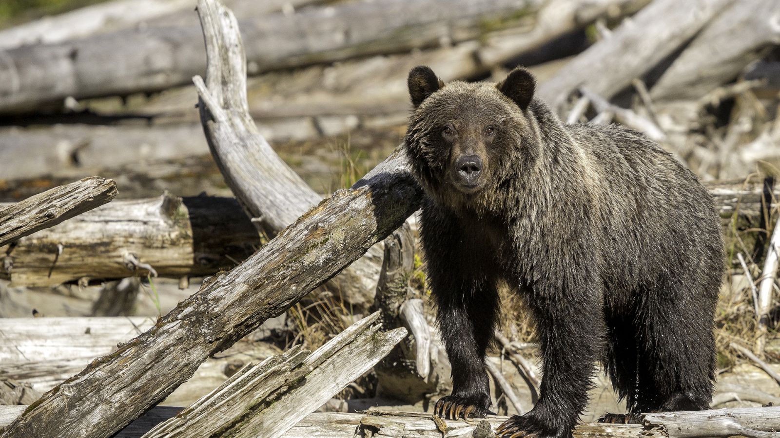 british columbia wilderness tours