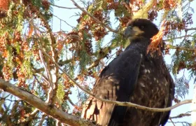Golden Eagle