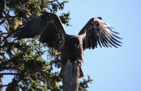 Golden Eagle