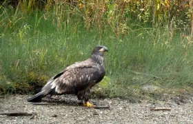 Golden Eagle