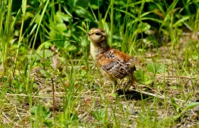 Grouse