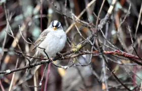 White Crowned Sparrow
