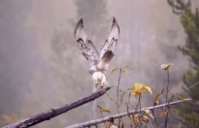 Barred Owl