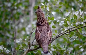 Grouse