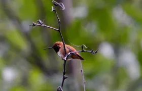 Hummingbird