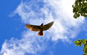 Red Tail Hawk