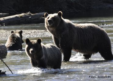 The Bear Whisperer