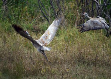 Birding in the Cariboo Mountains