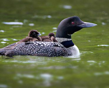 Loon and chicks