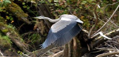 Great Blue Heron
