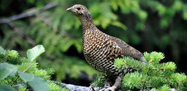 Female Grouse with summer plumage