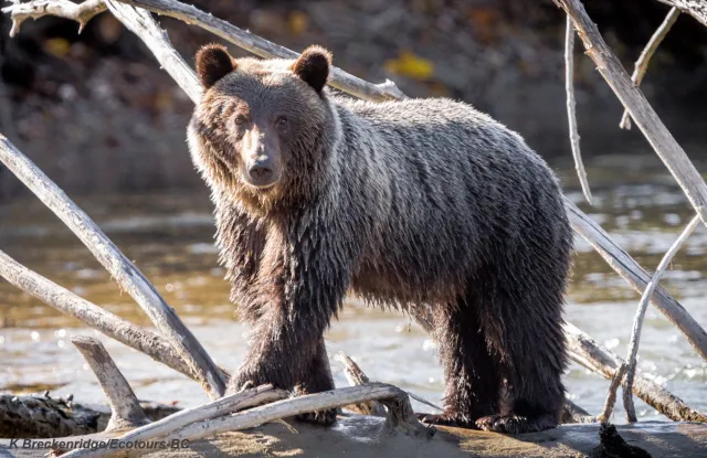 Walk With The Grizzlies