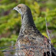 Grouse