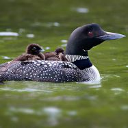Loon and chicks