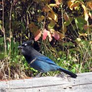 Stellar Jay