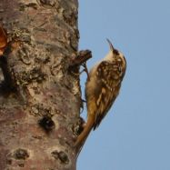 Brown Creeper