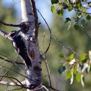 Hairy Woodpecker