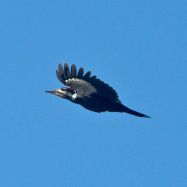 Pileated Woodpecker
