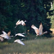 Sandhill Cranes in flight