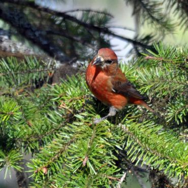 Pine Grosbeak